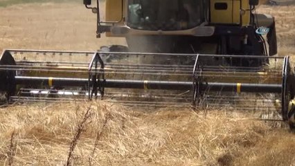 Buğdayın Atası 'Siyez'in Hasadı Devam Ediyor
