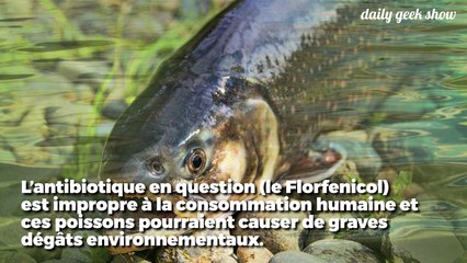 Des centaines de milliers de saumons traités aux antibiotiques s'évadent