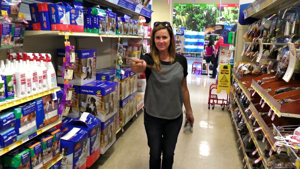 DCTC Puppy Dog Zumi goes on a Toy Hunt _ Amy Jo and Zumi a Day in the Life _ Videos for kids