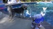DCTC Puppy Dog Zumi Swimming with Toy Dog _ Little Tikes Swim To Me Puppy with DCTC Amy Jo and Zumi