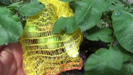 Üniversite ‘Mor Patates’ geliştirdi