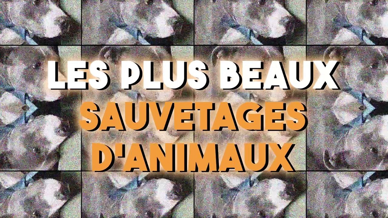 Mini compilation : Les plus beaux sauvetages d'animaux