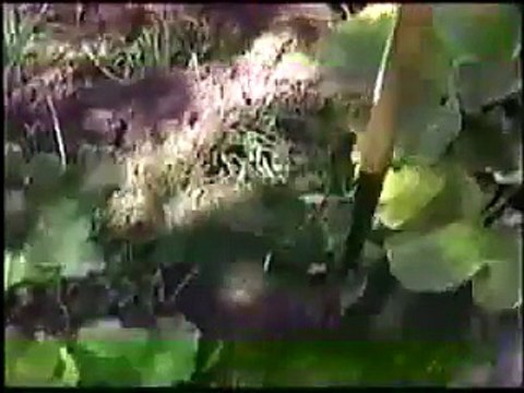 Neighbours Episode 1418