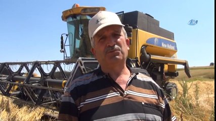 Buğdayın Atası ‘Siyez’in Hasadı Devam Ediyor