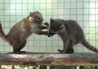 Playful Raccoon and Coati Share Adorable Friendship