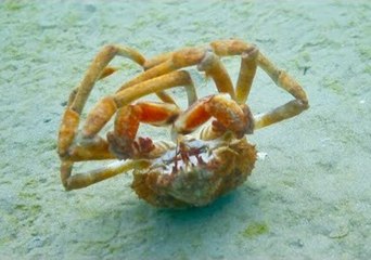 Crab Tumbles on the Ocean Floor