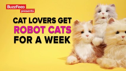 Cat Lovers Spend A Week With Robot Cats