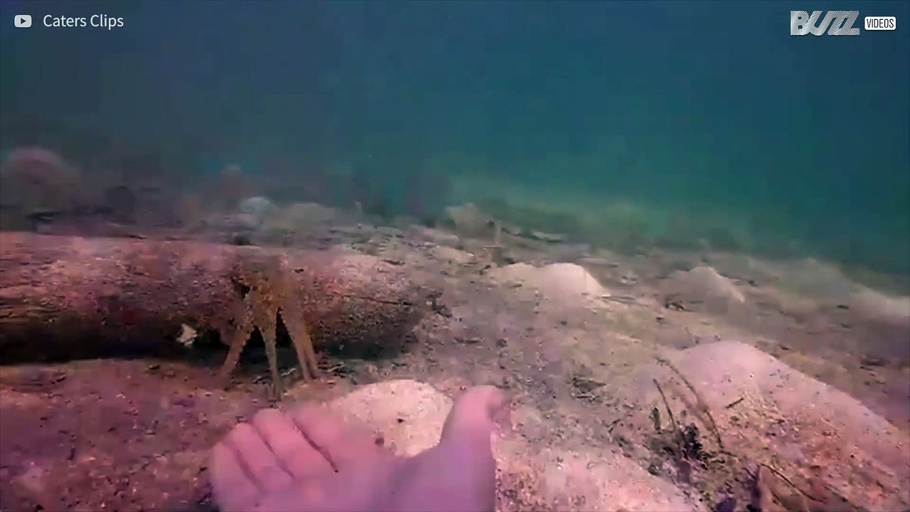 ¡Pulpo inteligente pide ayuda a los humanos para pescar!