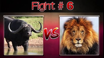 THE 10 EXTREME CRAZY ANIMAL FIGHTS