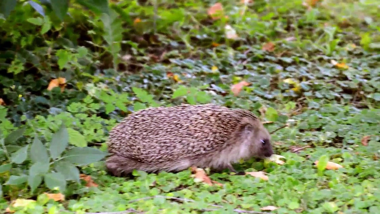 The porcupine movement