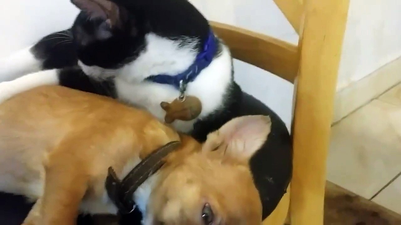 love between dogs and cats