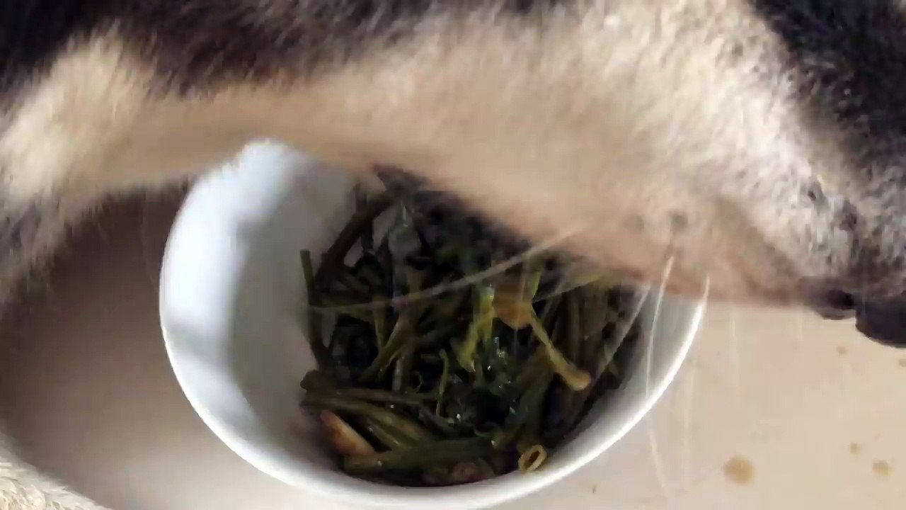 The dog's first meal