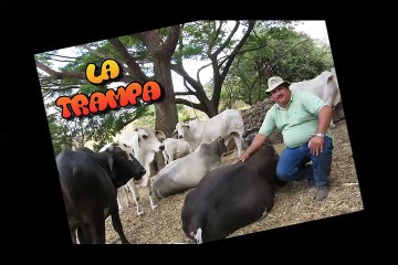 La Trampa "EL SOCIO DE BECERROS" El Bueno la mala y el feo