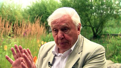 Sir David Attenborough urges people to join butterfly count