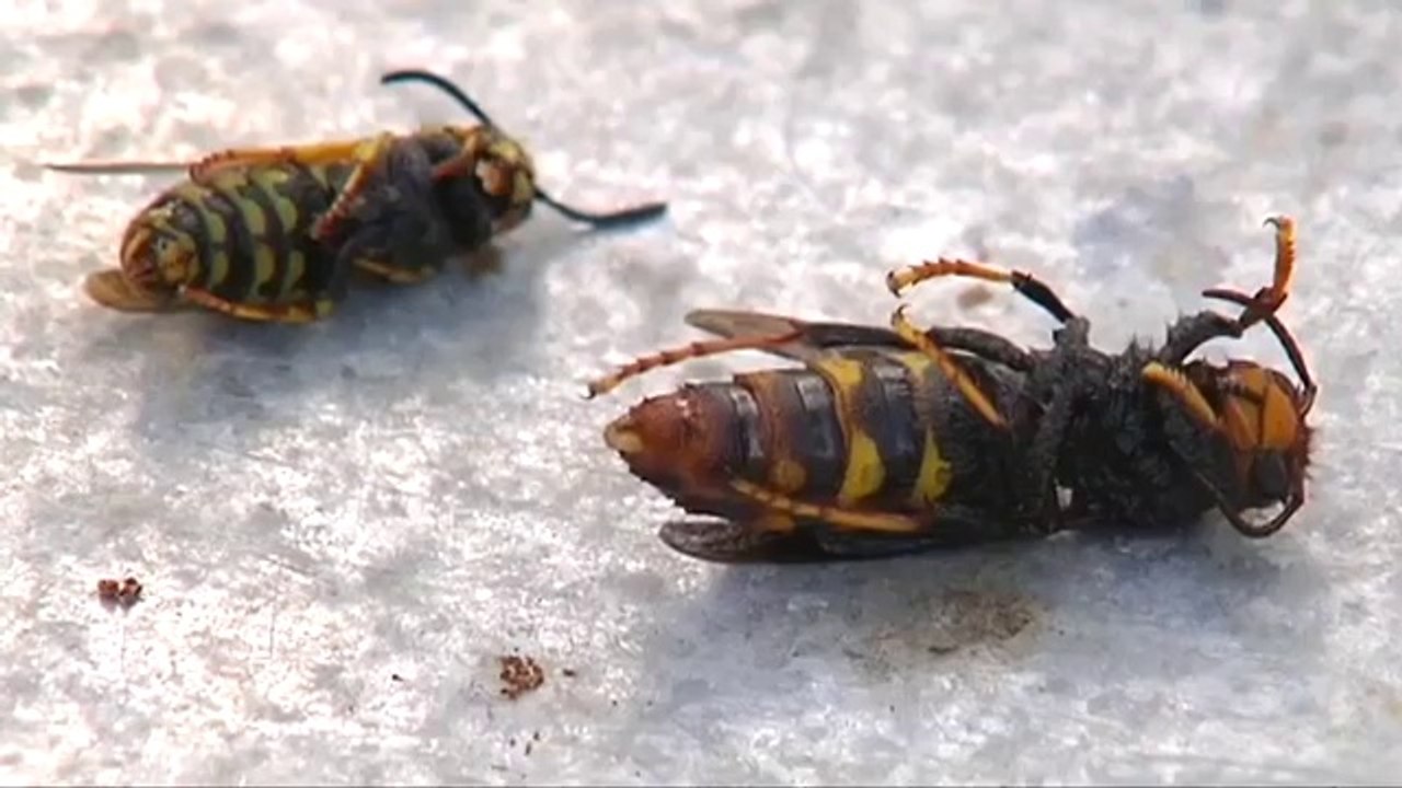 Noticia | Muere un octogenario tras la picadura de avispas asiáticas en O Porriño (Galicia)