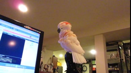 CAESAR FREE FALLING -- IN LOVE WITH TOM PETTY