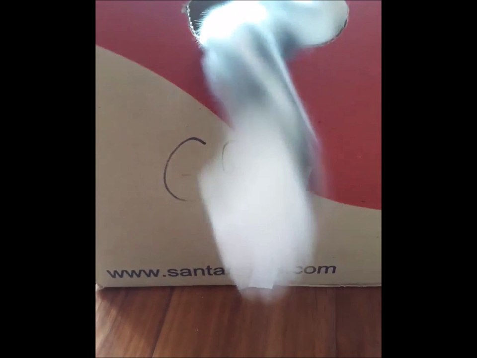 kitten in a box