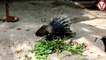 Amazing Porcupine vs wild pig ll hunter attacks porcupine - wild pig