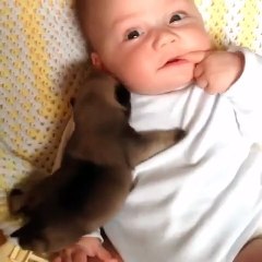 Newborn Puppy Snuggles With A Baby