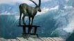 Ibex Goat Jumps Onto Roof at Merlet Park, Gazes Over Stunning French Landscape