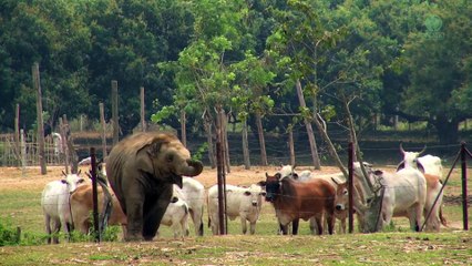 Ce bébé éléphant veut jouer avec les vaches