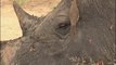 Un oiseau aide un rhinocéros à se nettoyer les oreilles