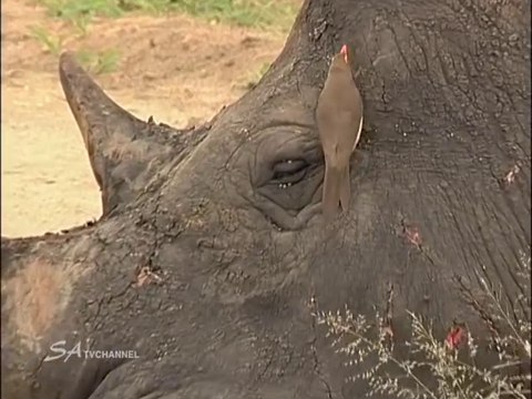 Un oiseau aide un rhinocéros à se nettoyer les oreilles