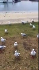 Ils donnent de la sauce piquante à une mouette