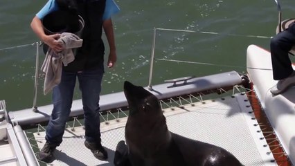 Les lions de mer de Namibie ne sont pas timide du tout