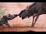 Mamãe gnu lutando para salvar seu filhote dos cães selvagens- gnus vs cães selvagens