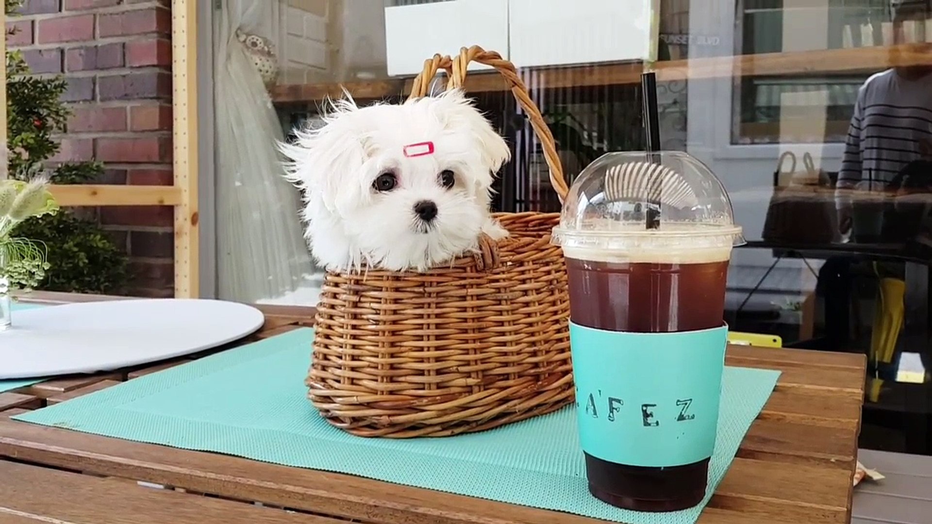 ⁣So tiny size maltese puppy Cutest puppies video - Teacup puppies KimsKennelUS