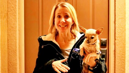 Chihuahua Riley Chasing The Easter Bunny