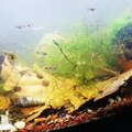 Cherry red shrimp tank