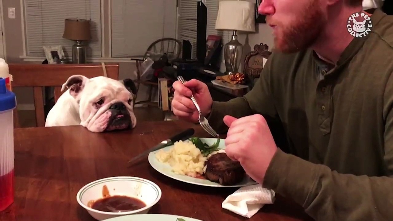 Funny Pets of the Week try not to laugh at these hilarious pets