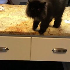 My new kittie came to my house & cat trying to jump on the ground