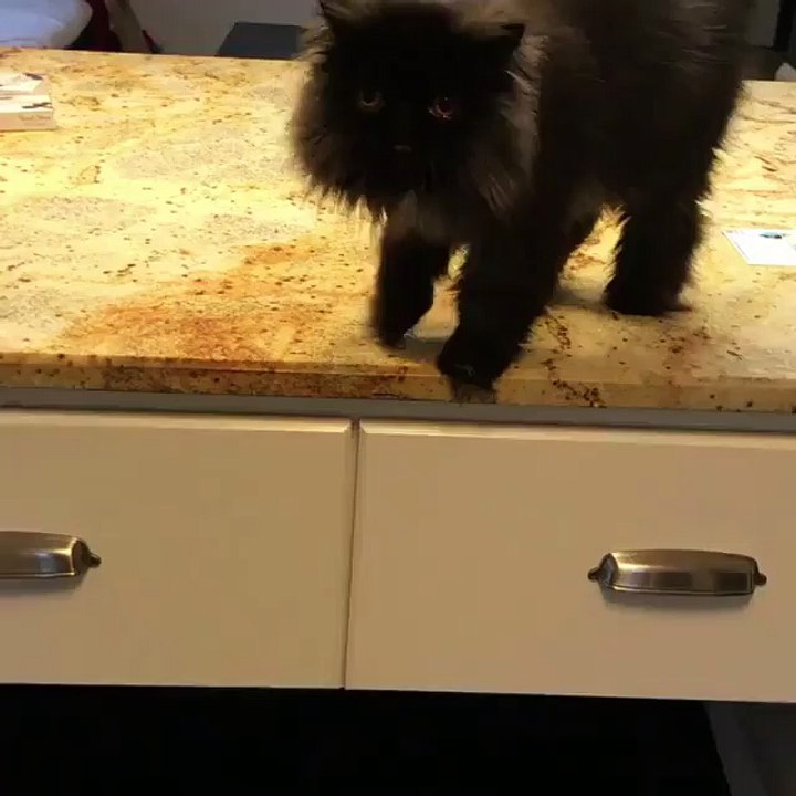 My new kittie came to my house & cat trying to jump on the ground