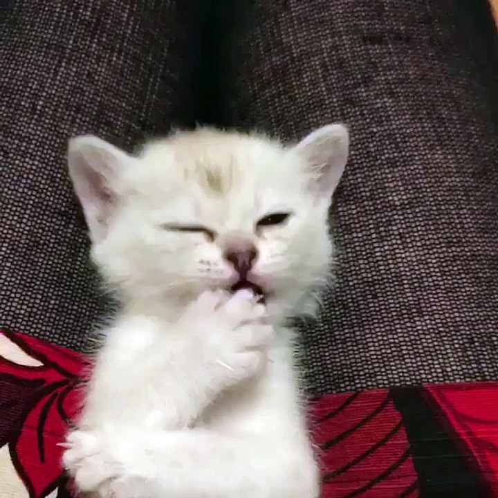 My new kittie just wake up & new kittie at my house