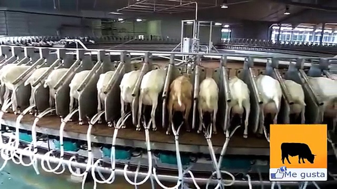 Cómo ordeñar 5000 cabras en una hora.