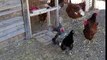 Turkey hens show new rooster who is in charge.