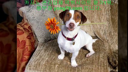 슈퍼카지노 ◆【【 yong79。ＣOM 】】◆ 네임드사다리