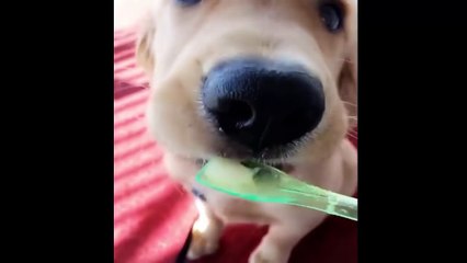 Best Of Cute Golden Retriever Puppies Compilation #25 - Funny Dogs 2018_13-06-2018_2
