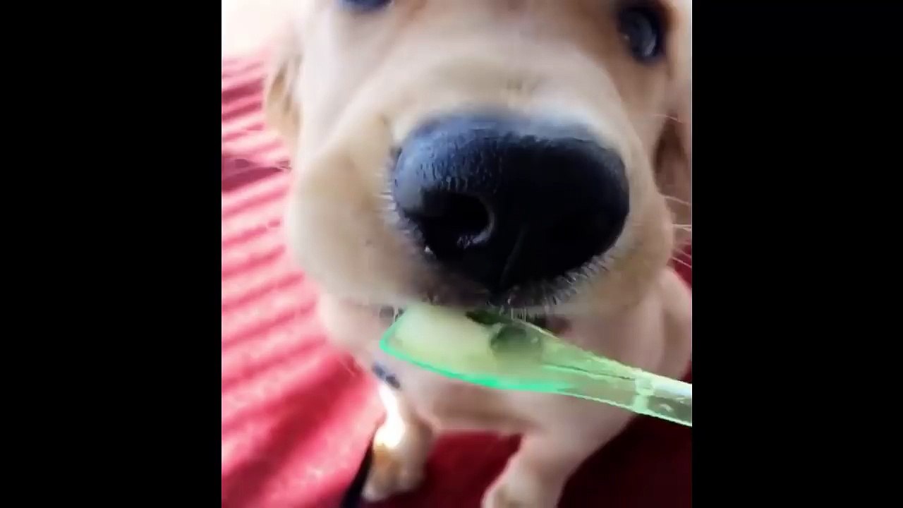 Best Of Cute Golden Retriever Puppies Compilation #25 - Funny Dogs 2018_13-06-2018_2