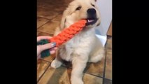 Best Of Cute Golden Retriever Puppies Compilation #27 - Funny Dogs 2018_13-06-2018_1