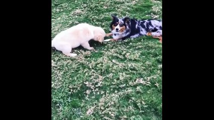 Best Of Cute Golden Retriever Puppies Compilation #27 - Funny Dogs 2018_13-06-2018_2