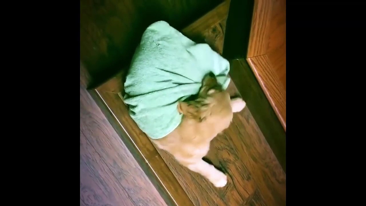 Best Of Cute Golden Retriever Puppies Compilation #25 - Funny Dogs 2018_13-06-2018_3