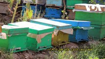 در حالی که عسل های تقلبی کشور های همسایه در بازار های هرات نگرانی هایی را برای زنبور داران ایجاد کرده عسل خالص هرات به خارج از کشور صادر می شود.ویدیو: معصومه ح