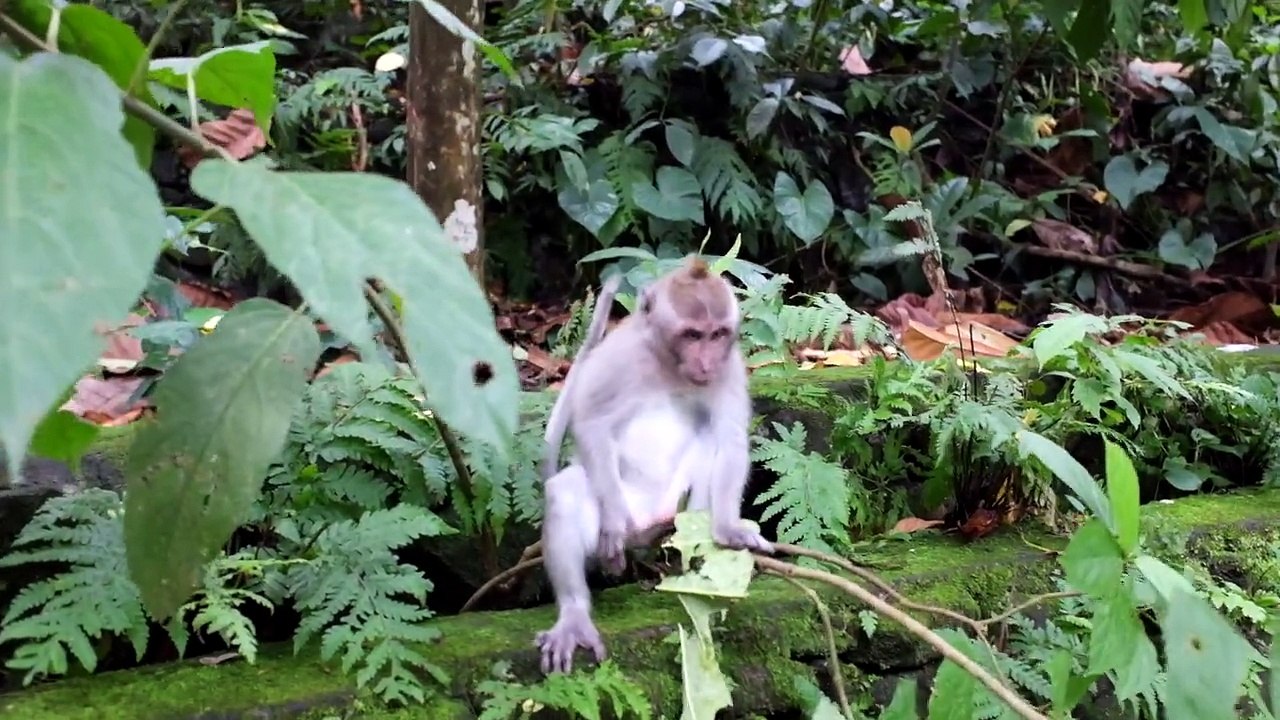 LITTLE MONKEY