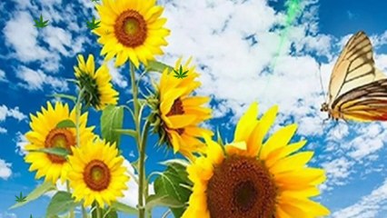 Good Morning Whatsapp Status Video | Good morning status.