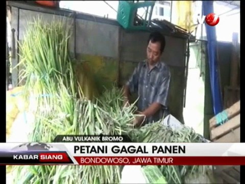 Akibat Abu Vulkanik Gunung Bromo, Petani Sayur Gagal Panen