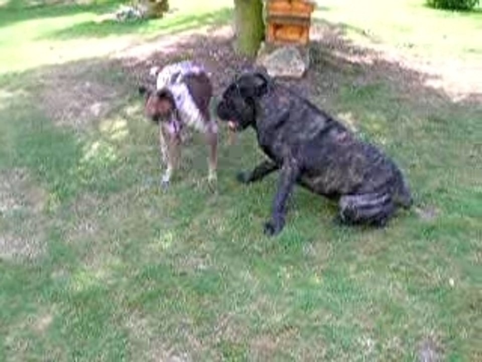 Kéops le cane corso vs Tomy le braque allemand